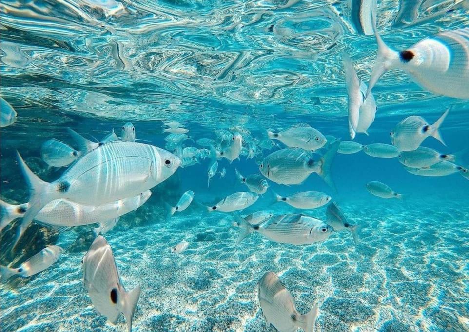 El Playaiso De Aguamarga Apartment Agua Amarga  Ngoại thất bức ảnh